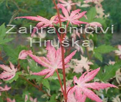 javor - Acer palmatum 'Taylor'
