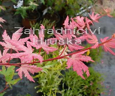 javor - Acer palmatum 'Taylor'