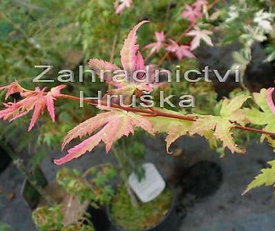 javor - Acer palmatum 'Taylor'