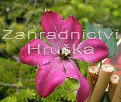plamének - Clematis 'Solidarnosc'