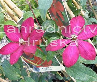 plamének - Clematis 'Solidarnosc'