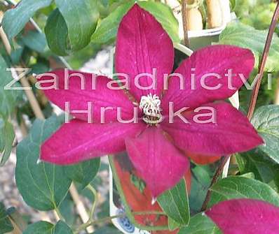 plamének - Clematis 'Solidarnosc'
