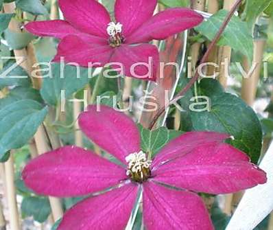 plamének - Clematis 'Solidarnosc'