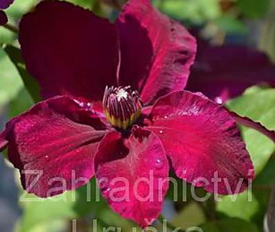 plamének - Clematis 'Warszawska Nike'