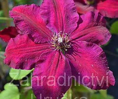 plamének - Clematis 'Warszawska Nike'