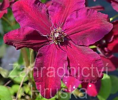 plamének - Clematis 'Warszawska Nike'