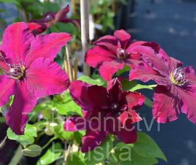 plamének - Clematis 'Warszawska Nike'