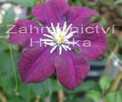 plamének - Clematis 'Hot Love'