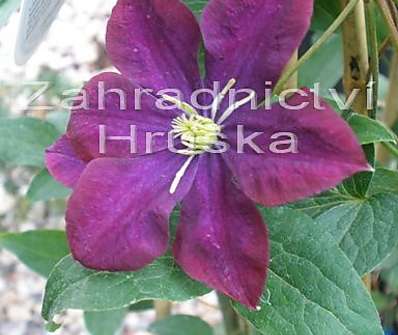 plamének - Clematis 'Hot Love'