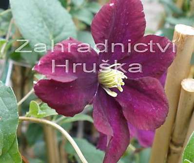 plamének - Clematis 'Hot Love'