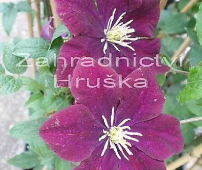 plamének - Clematis 'Hot Love'