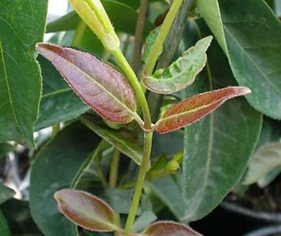 zimolez - Lonicera henriy 'Copper Beauty'