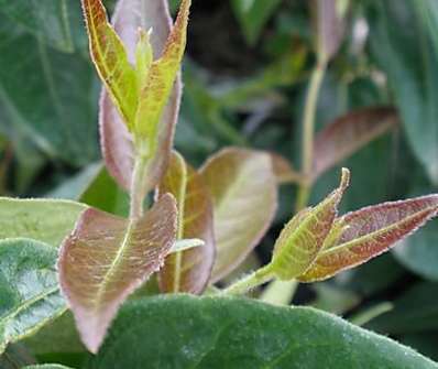 zimolez - Lonicera henriy 'Copper Beauty'