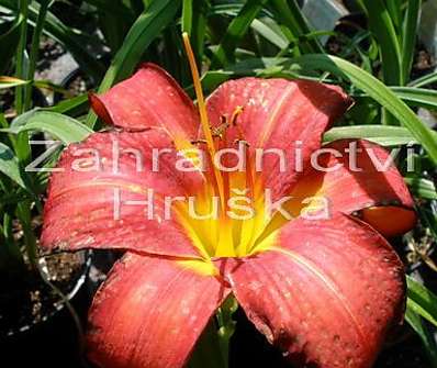 Hemerocallis Chicago Apache