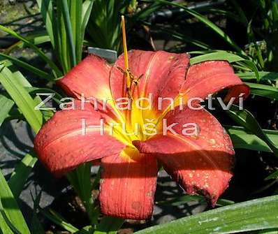 Hemerocallis Chicago Apache