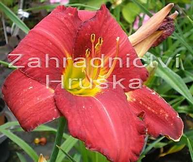 Hemerocallis Chicago Apache