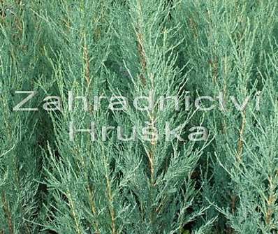 jalovec - Juniperus scopulorum 'Skyrocket'