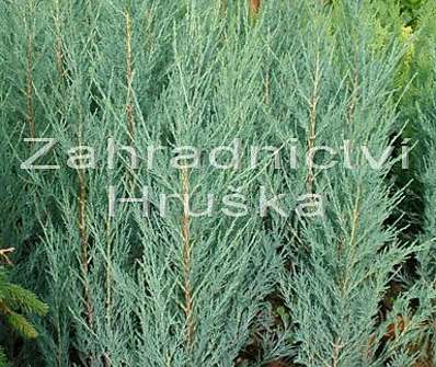 jalovec - Juniperus scopulorum 'Skyrocket'