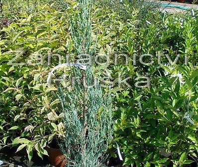jalovec - Juniperus scopulorum 'Skyrocket'