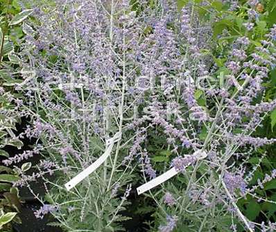 perovskie - Perovskia atriplicifolia 'Little Spire'