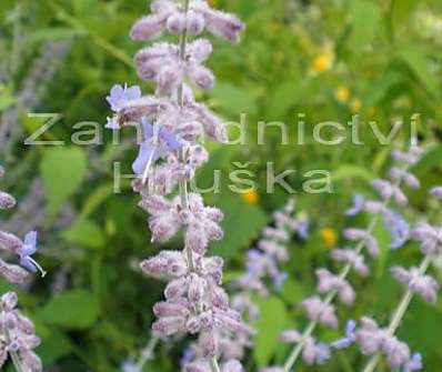 perovskie - Perovskia atriplicifolia 'Little Spire'