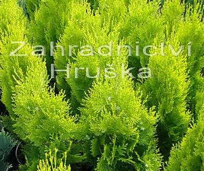 zerav - Thuja orr. 'Pyramidalis Aurea'