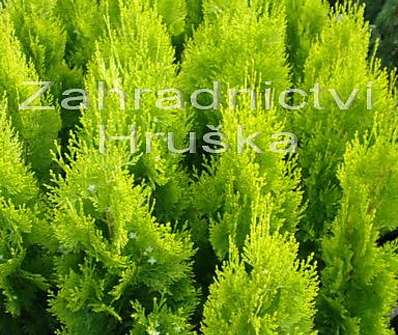 zerav - Thuja orr. 'Pyramidalis Aurea'