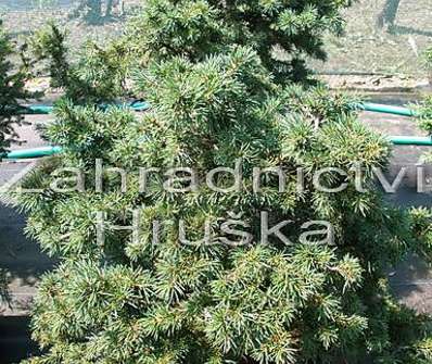 smrk - Picea abies 'Maxwelii'