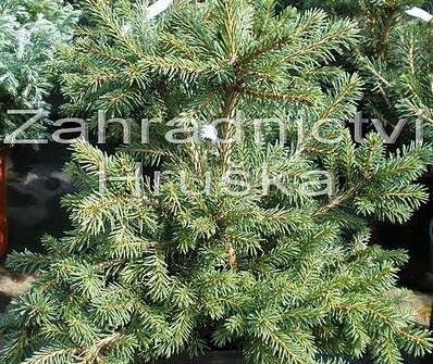 smrk - Picea abies 'Maxwelii'