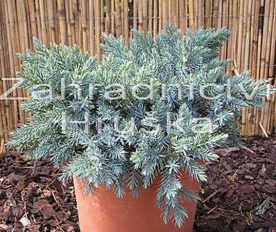 jalovec - Juniperus squamata 'Blue Star'