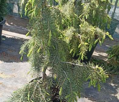 smrk - Picea breweriana