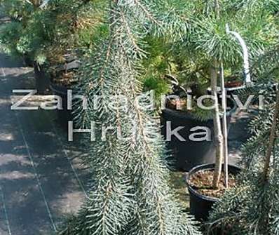 smrk - Picea breweriana