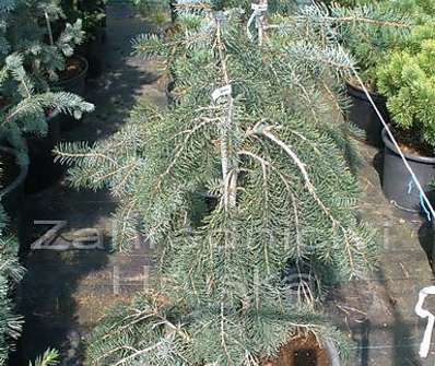 smrk - Picea breweriana