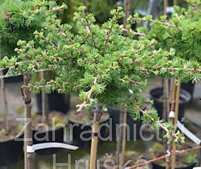 modřín - Larix kaempferi 'Blue Dwarf' KM