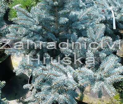 smrk - Picea pungens 'Glauca Globosa'