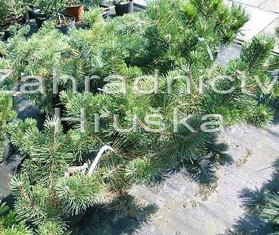 Borovice - Pinus mugo 'Bonsai Kalouš'