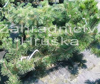 Borovice - Pinus mugo 'Bonsai Kalouš'