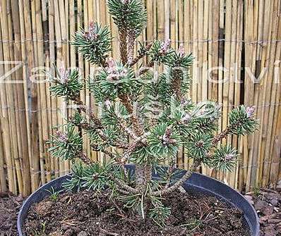 Borovice - Pinus mugo 'Minima Kalouš'.