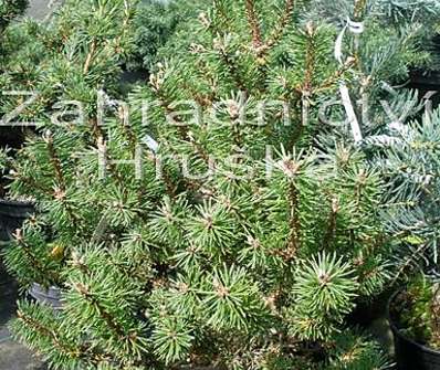 Borovice - Pinus mugo 'Minima Kalouš'.