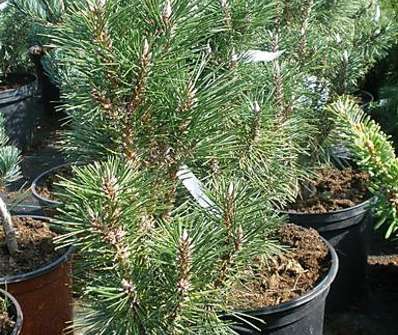 Borovice - Pinus nigra 'Komet'.