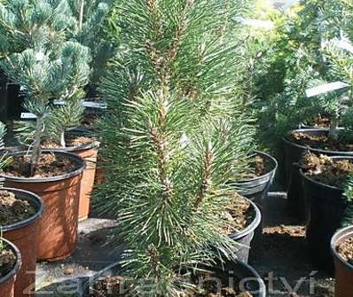 Borovice - Pinus nigra 'Komet'.