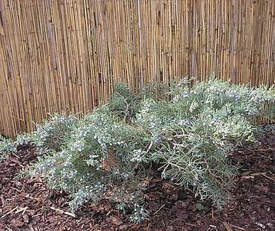 jalovec - Juniperus virginiana 'Blue Arrow'