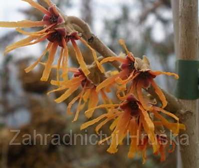 vilín - Hamamelis x intermedia 'Aurora'