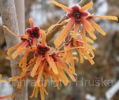 vilín - Hamamelis x intermedia 'Aurora'