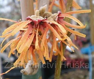 vilín - Hamamelis x intermedia 'Aurora'
