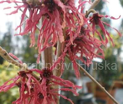 vilín - Hamamelis x intermedia 'Birgit'