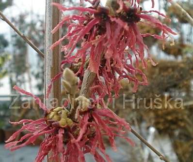 vilín - Hamamelis x intermedia 'Birgit'