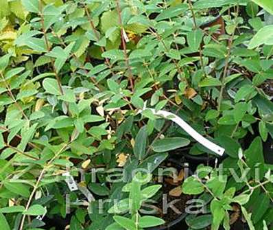 třezalka - Hypericum calycinum