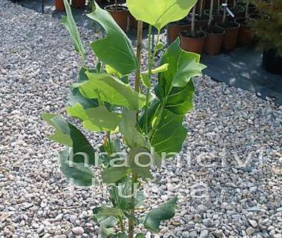 liriovník - Liriodendron tulipifera 'Fastigiata'