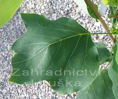 liriovník - Liriodendron tulipifera 'Fastigiata'
